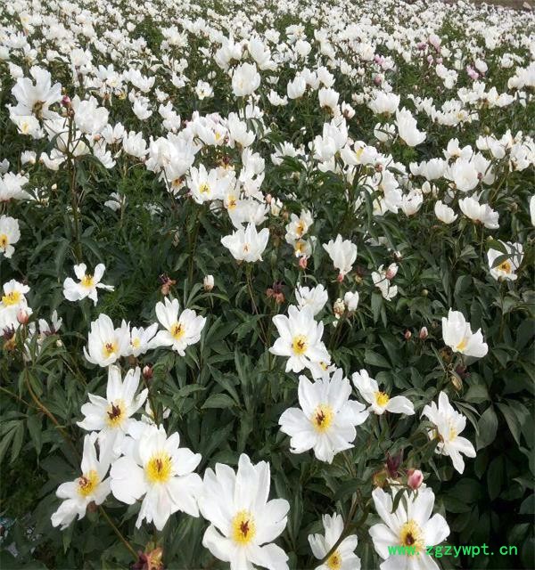 中药材赤芍苗 基地直销赤芍种苗 芍药苗 芍药种苗可批发 赤芍苗价格包邮图5