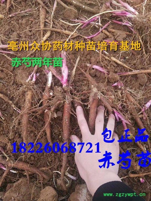中药材赤芍苗 基地直销赤芍种苗 芍药苗 芍药种苗可批发 赤芍苗价格包邮图7