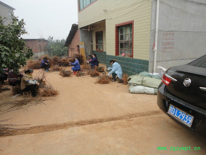 产业扶贫好项目--栽植中药材吴茱萸苗    药材种子、种苗药材种子、种苗图4