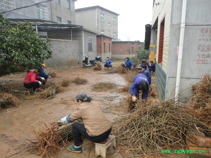 产业扶贫好项目--栽植中药材吴茱萸苗    药材种子、种苗药材种子、种苗图2