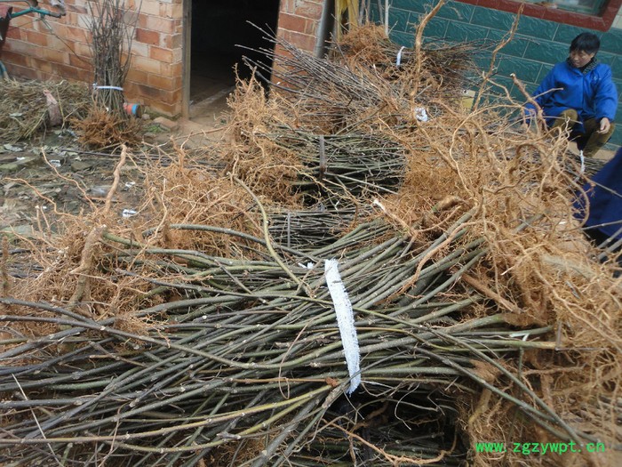 产业扶贫好项目--栽植中药材吴茱萸苗    药材种子、种苗药材种子、种苗