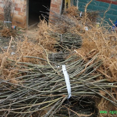 产业扶贫好项目--栽植中药材吴茱萸苗    药材种子、种苗药材种子、种苗