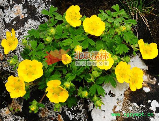 供应北京禄林委陵菜种子 中药材种子 现货库存 纯正东北**植物资源