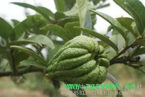 云雾山川佛手，植物原药材，中药材佛手，四川重庆中药材基地，四川重庆佛手基地图5