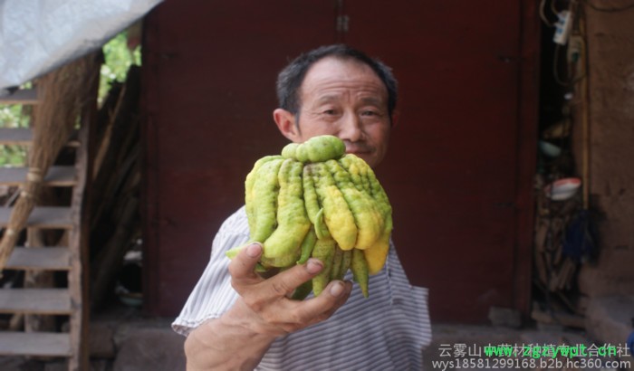 云雾山川佛手，植物原药材，中药材佛手，四川重庆中药材基地，四川重庆佛手基地图4