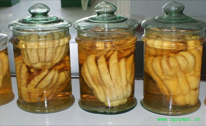 云雾山川佛手，植物原药材，中药材佛手，四川重庆中药材基地，四川重庆佛手基地图6