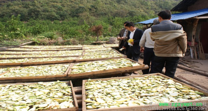云雾山川佛手，植物原药材，中药材佛手，四川重庆中药材基地，四川重庆佛手基地图7