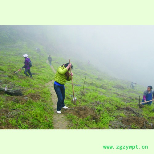 弘程核桃栽植植物药材中药材图3