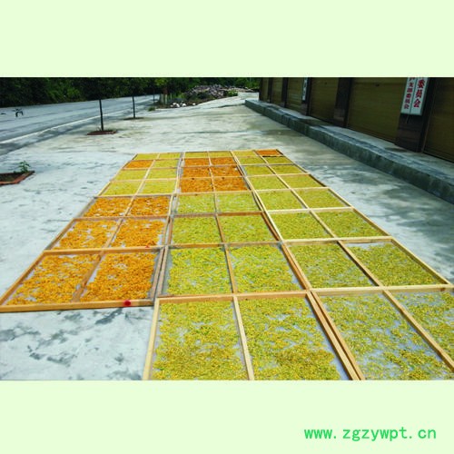 弘程山东银花植物药材中药材图3