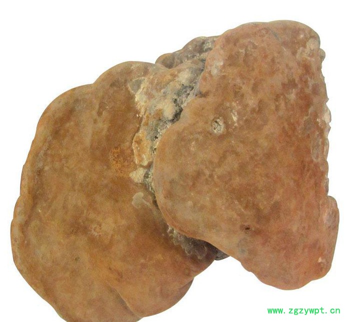 罗氏灵芝中药材提供****桑树桑黄  直销 药材