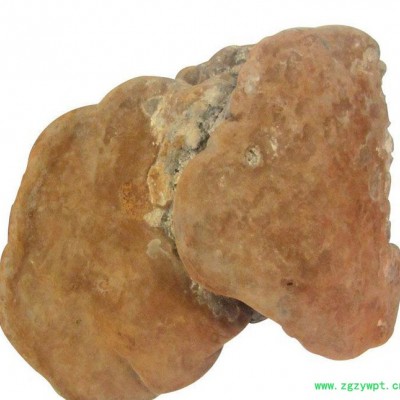 罗氏灵芝中药材提供****桑树桑黄  直销 药材