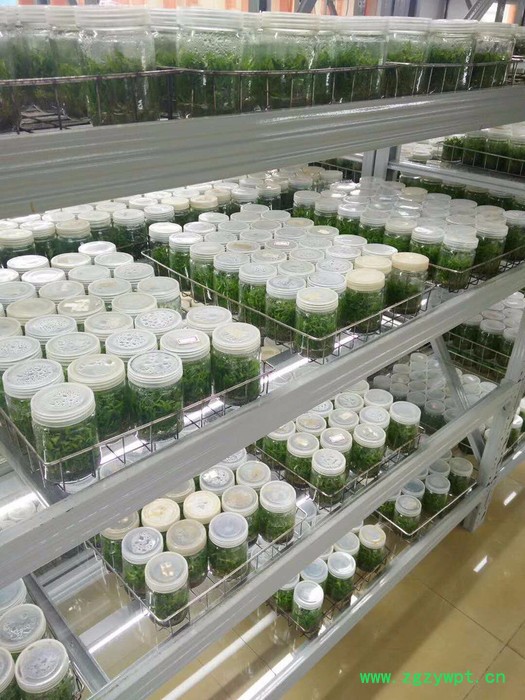 农科大观 中药材种植图2