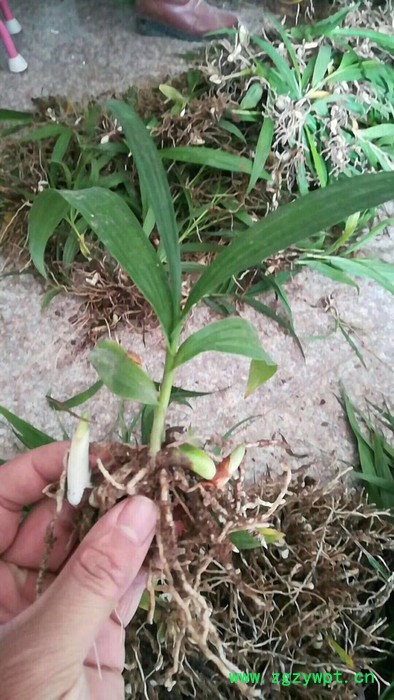 农科大观 中药材种植图3