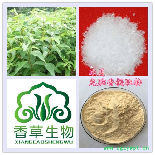 冰片提取物价格 厂家供应龙脑香树脂提取物 龙脑粉120目