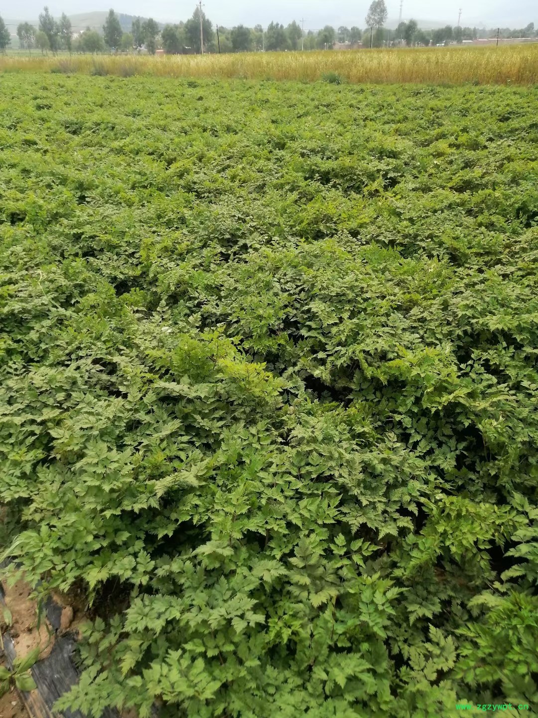 当归苗  当归种苗 当归籽  当归种子  中药材种子图5