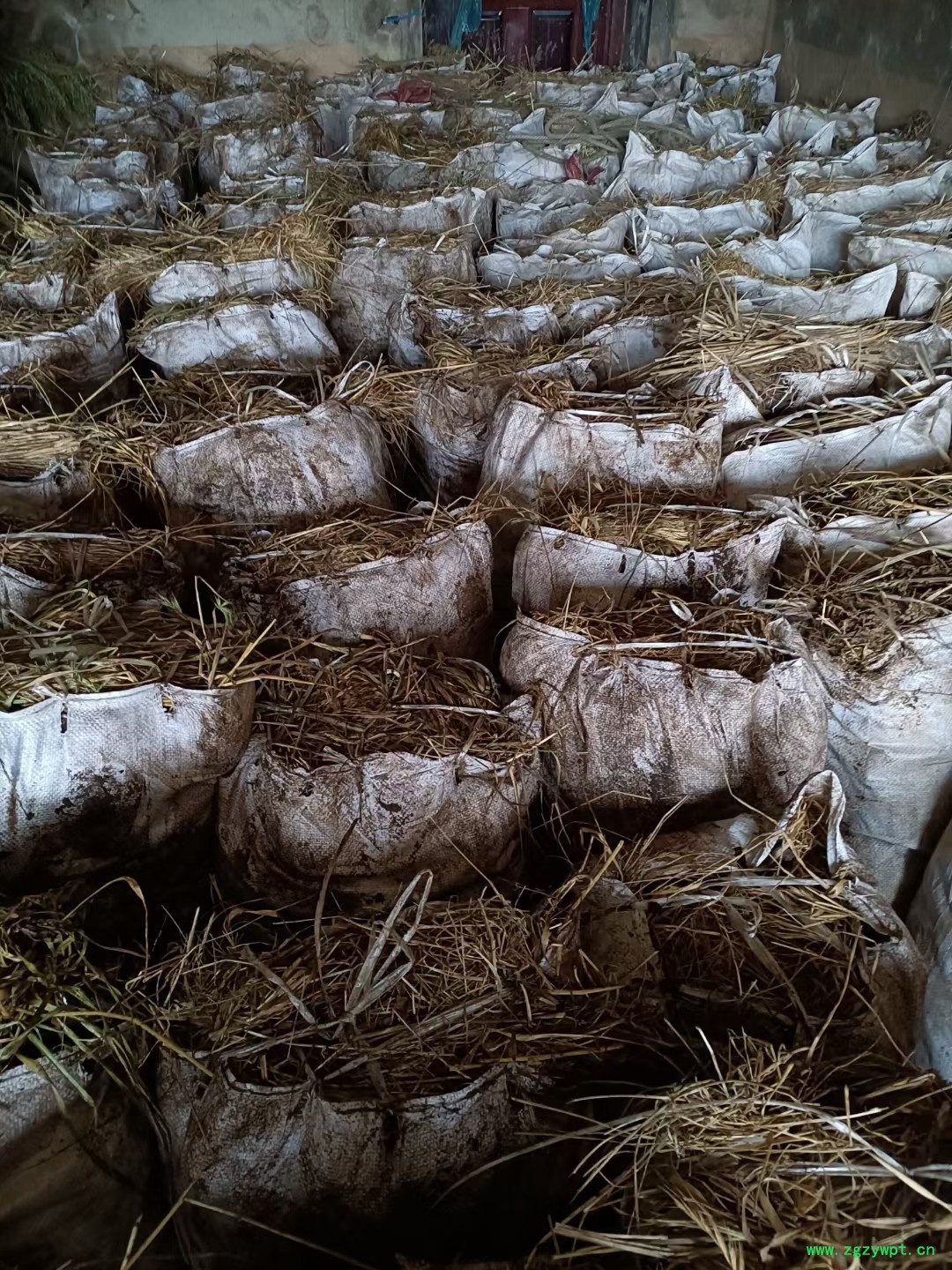 当归苗  当归种苗 当归籽  当归种子  中药材种子图4