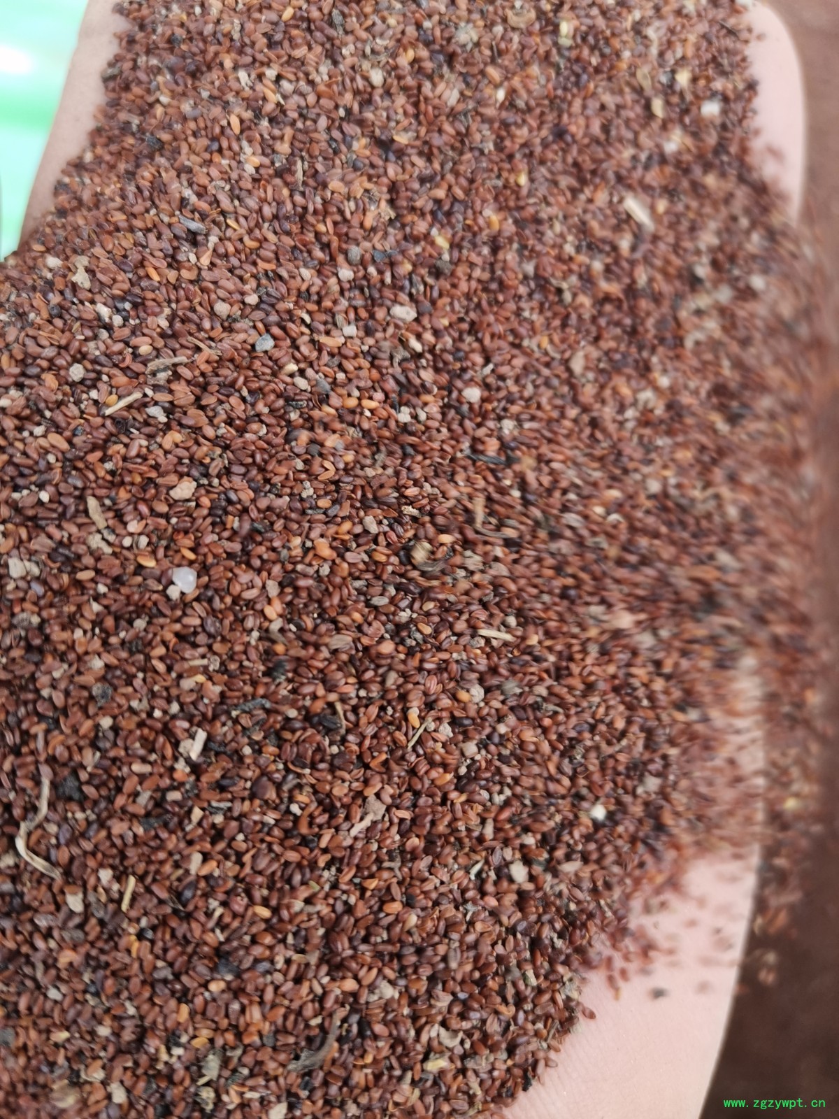 党参种子 党参籽  白条党参籽  纹党参籽 纹党籽图4