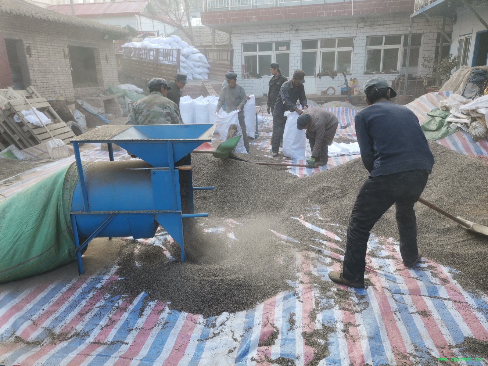 黄芪籽  黄芪苗  棉黄芪种子   棉黄芪籽  内蒙黄芪图3