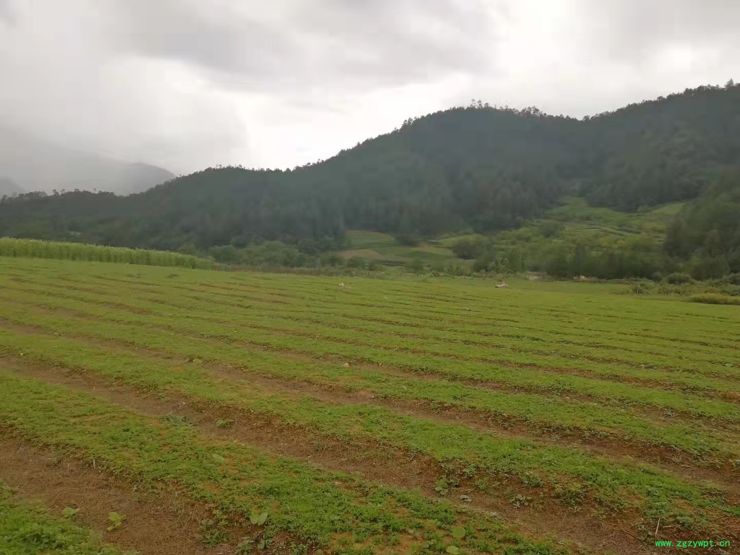 秦艽籽  秦艽种子  大秦艽种子 大秦艽籽 秦艽苗 高产秦艽图4