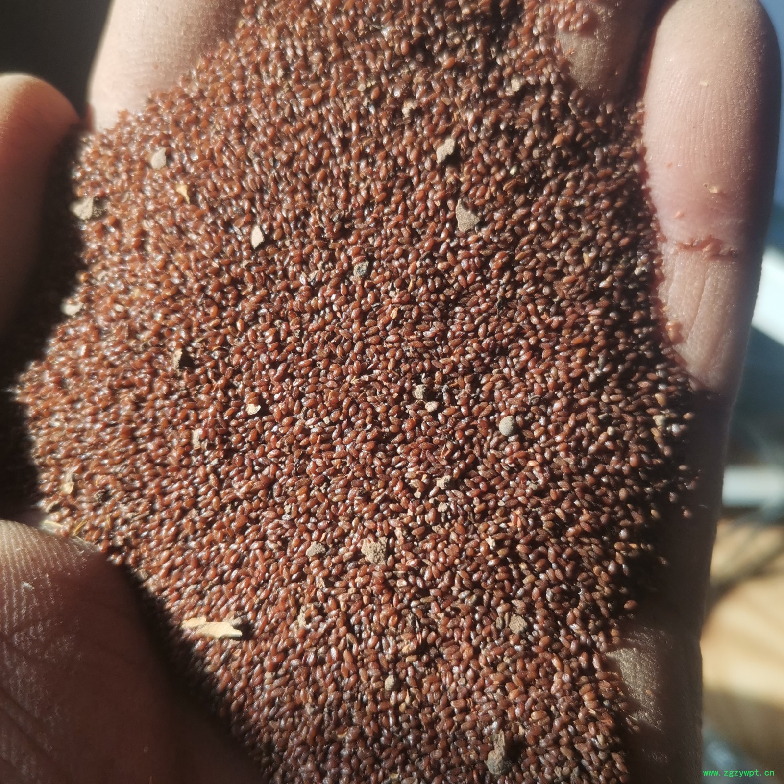 秦艽籽  秦艽种子  大秦艽种子 大秦艽籽 秦艽苗 高产秦艽图1