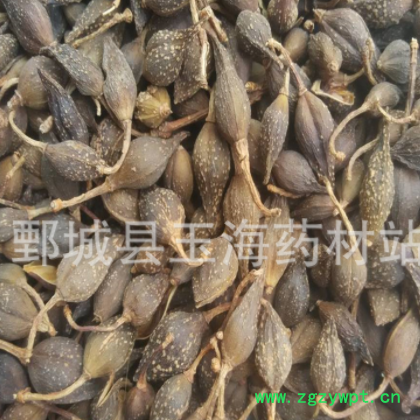 连翘 玉海药材 批发各种规格药材图2