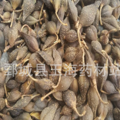 连翘 玉海药材 批发各种规格药材