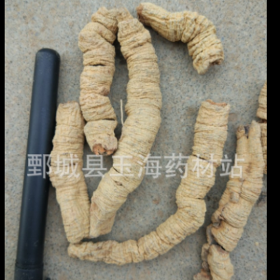 巴戟天 巴戟肉 抽芯好 玉海药材 批发各种药材