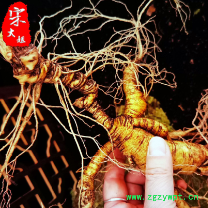 东北人参 长白山高龄人参 新鲜野山参 滋补煲汤泡酒 鲜参图2