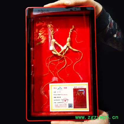 【热卖】长白山地产林下参夫妻恩爱泡酒煲汤带证书2支装心心相印图2