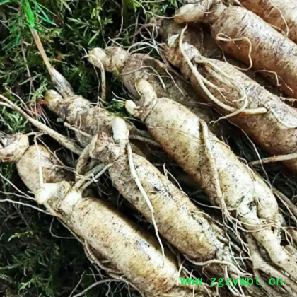 【新鲜人参】长白山人参批发 产地直供 东北特产 鲜人参 泡酒煲汤图2