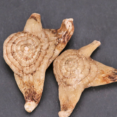 中药材批发白芨 各种规格白芨粉承接订单价优农产品加工白芨