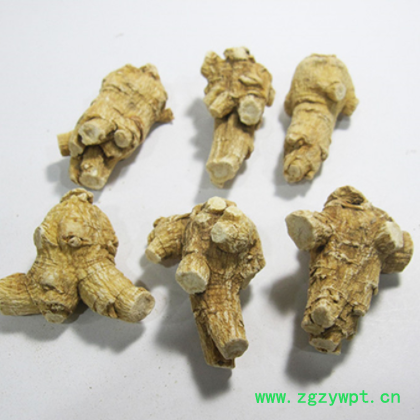 加拿大20克西洋参统粒短支花旗参粒头统货可1切片磨粉