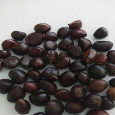 批发赤芍种苗优质芍药种子价格合作种植加盟赤芍种子（内蒙热销）