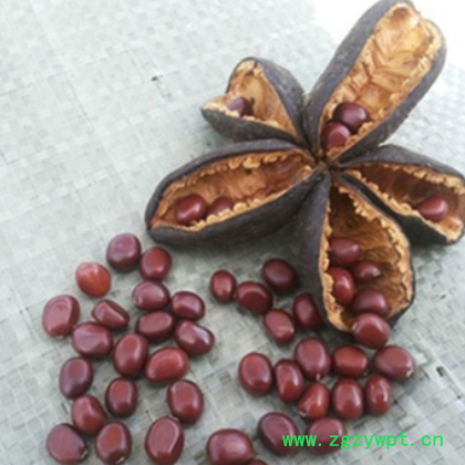 批发赤芍种苗优质芍药种子价格合作种植加盟赤芍种子（内蒙热销）图3