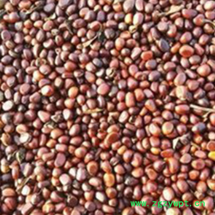 批发赤芍种苗优质芍药种子价格合作种植加盟赤芍种子（内蒙热销）图2