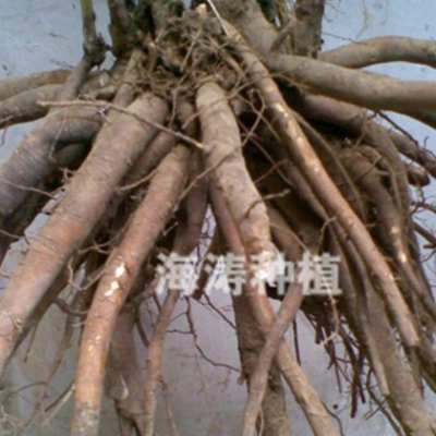 （厂家货源）批发白芍苗 白芍苗价格 药用白药种苗