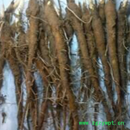 （厂家货源）批发白芍苗 白芍苗价格 药用白药种苗图2