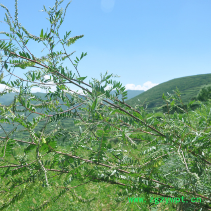 野生红芪黑芪甘肃岷县红芪保健药材原产地药材滋补养生特价批发图3