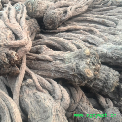 岷县全当归中药材种植滋补养生甘肃岷县当归优选中药批发无忧退货图3