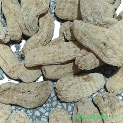 源头货源 大天麻 批发中药材云南大天麻 云南昭通天麻 大天麻供应图3