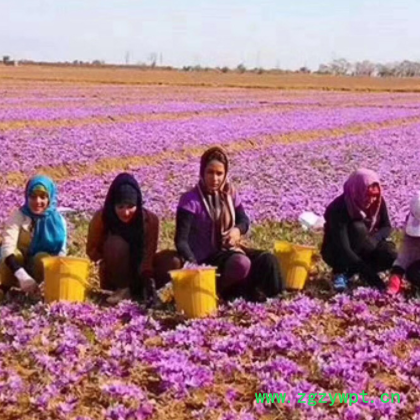 大货批发长丝藏红花茶药食同源西红花番红花5g盒装藏红花一件代发图2