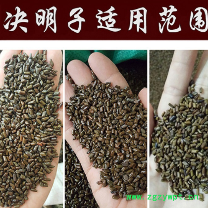 决明子供应熟决明子茶 枕头芯填充用决明子 儿童沙滩玩具沙决明子图3