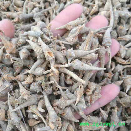 云南文山一年七无数头三七头水洗春小三七头无数头水洗田七500g图2