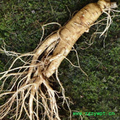 批发鲜人参东北特产长白山人参一元参泡酒煲汤参带土鲜参一件代发