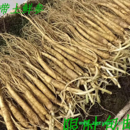 批发鲜人参东北特产长白山人参一元参泡酒煲汤参带土鲜参一件代发图2