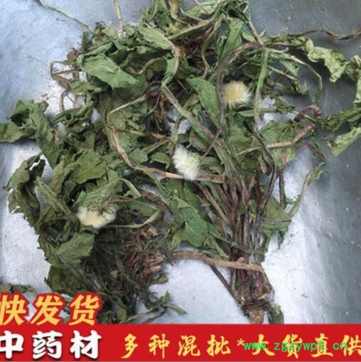 整棵蒲公英批发 散装蒲公英婆婆丁 蒲公英叶茶现货供应量大从优图3