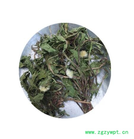 整棵蒲公英批发 散装蒲公英婆婆丁 蒲公英叶茶现货供应量大从优图2