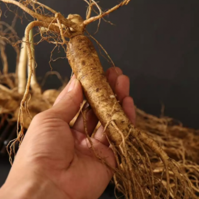 鲜人参长白山带土新鲜园参林地人参泡酒吉林人参单支煲汤产地批发