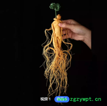 保鲜人参长白山整支新鲜人参泡酒参东北特产厂家批发大根人参煲汤图2