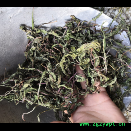 新货农家手选蒲公英 蒲公英叶整株带花蒲公英 散装中药材蒲公英图2